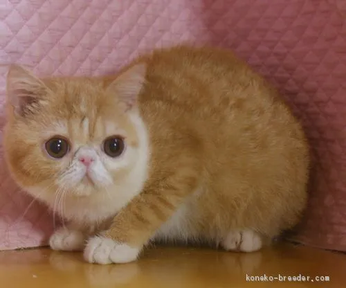 J 様のお迎えした子猫