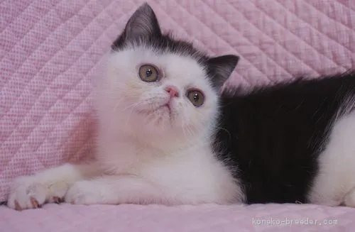 ree-chang 様のお迎えした子猫