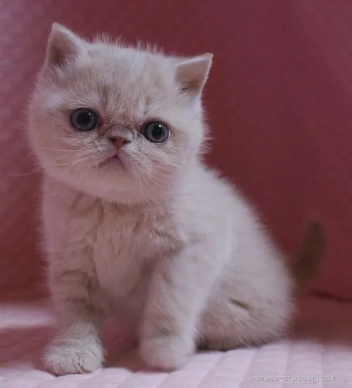 まみゆ 様のお迎えした子猫