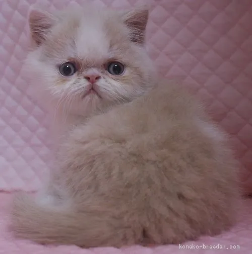 まつ 様のお迎えした子猫