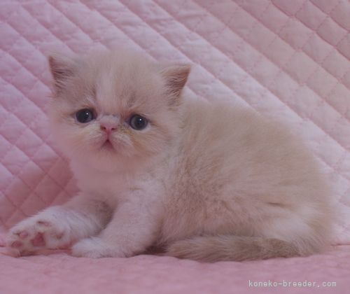 エキゾチックショートヘア 静岡県 女の子 21年7月18日 クリームアンドホワイト 鼻ぺちゃのかわいい 女の子 みんなの子猫ブリーダー 子猫id 2108