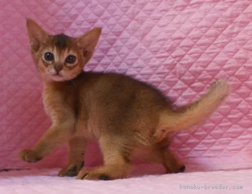 ID:1708-00276の子猫