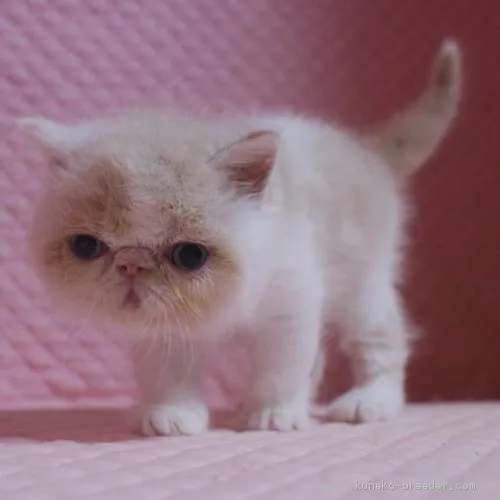 ハル 様のお迎えした子猫