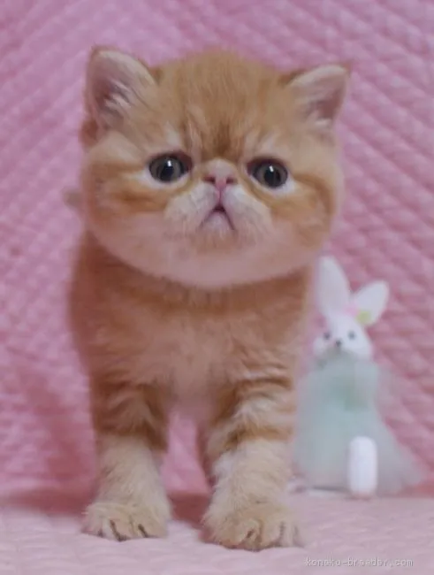 ruck 様のお迎えした子猫