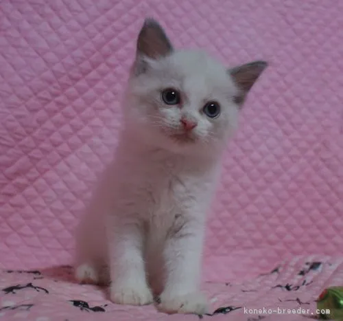 ラグちゃん 様のお迎えした子猫