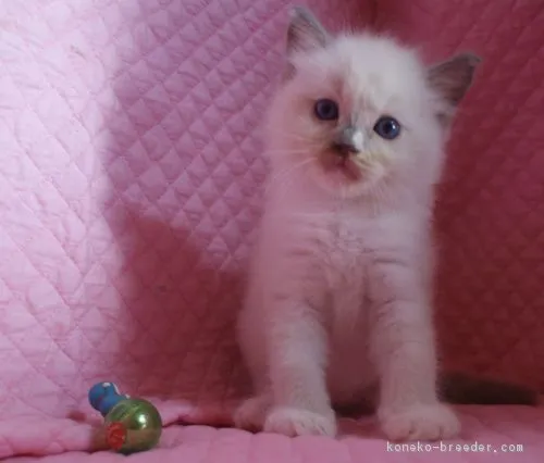 しゅしゅ 様のお迎えした子猫