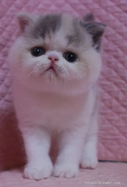 とよ 様のお迎えした子猫