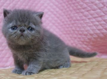 エキゾチックショートヘア【静岡県・男の子・2018年5月17日・ブルー】の写真「瞳の大きなかわいい坊や」