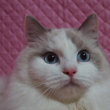 ブルーポイントのラグドールの子猫を探す｜ブリーダー直販の子猫販売【みんなの子猫ブリーダー】