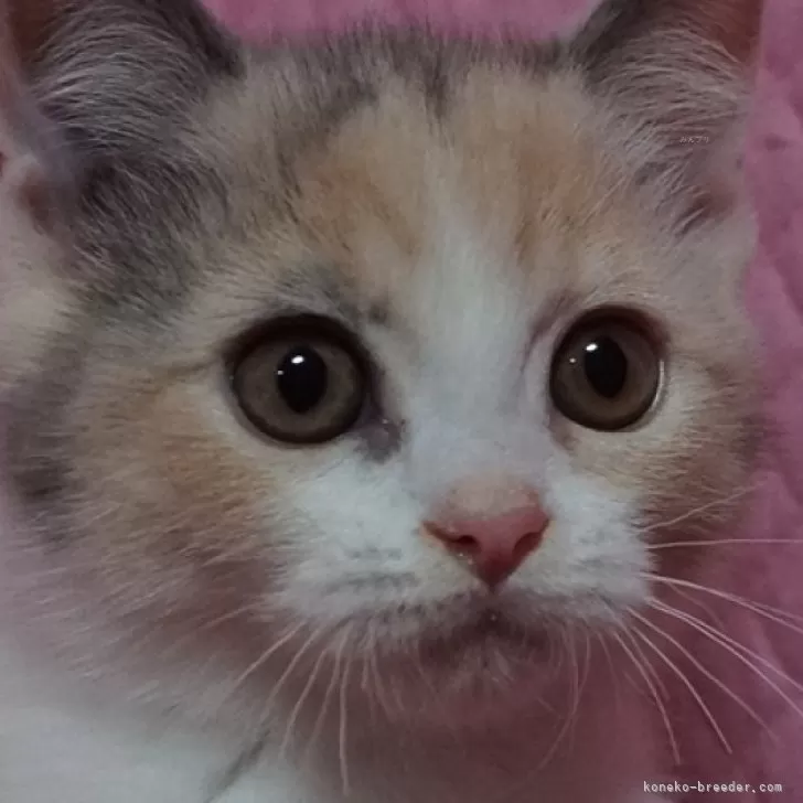 ID:2503-00678の子猫