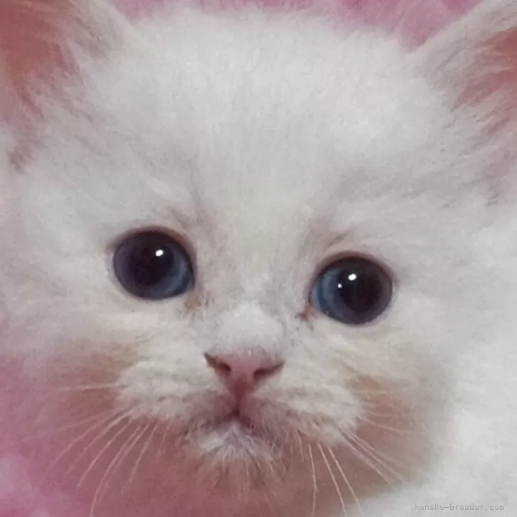 タカ 様のお迎えした子猫