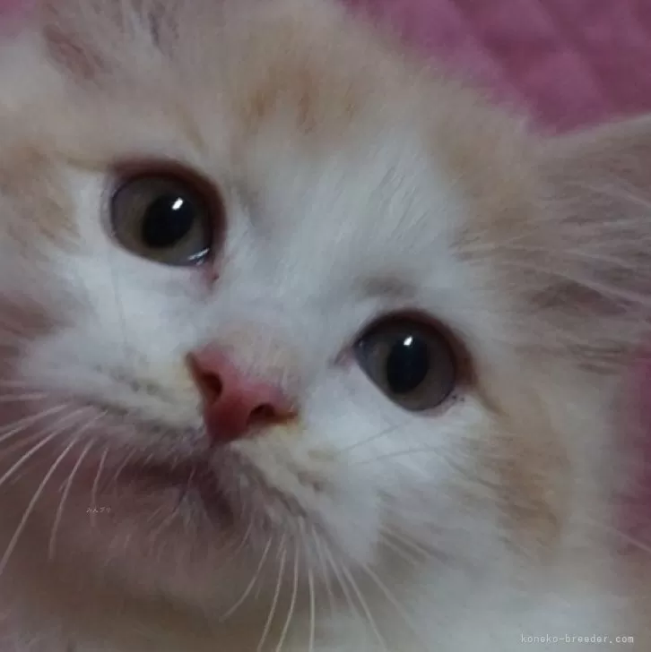 ID:2503-00673の子猫