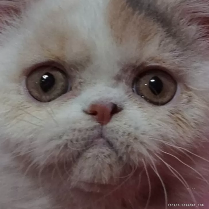 ID:2504-02191の子猫