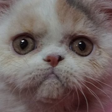 エキゾチックショートヘア【静岡県・女の子・2024年12月22日・ダイリュートキャリコ】の写真「かわいい坊や」