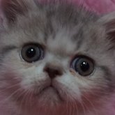 エキゾチックショートヘア