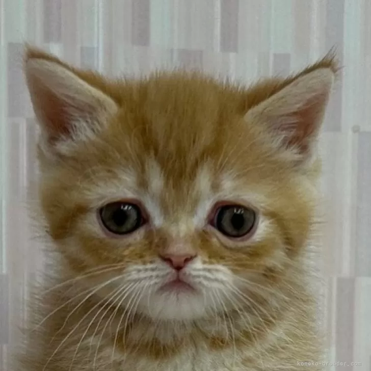 ID:2404-00777の子猫