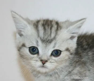 ID:1911-00925の子猫