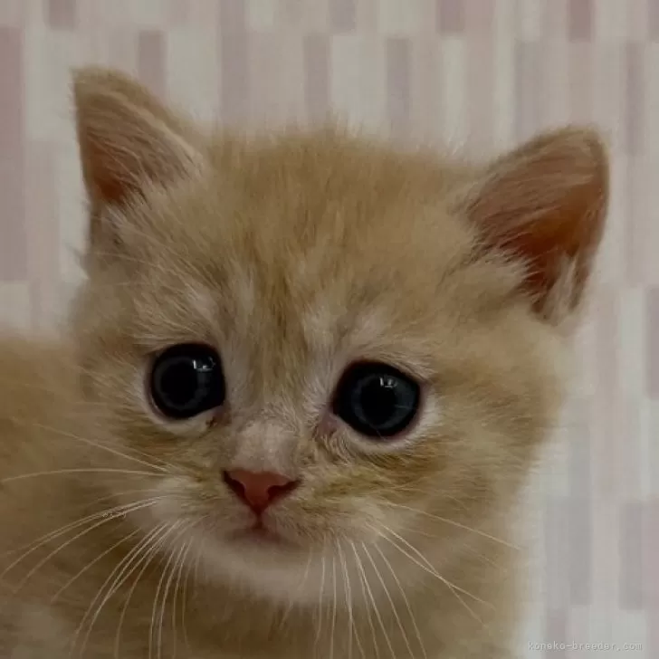ID:2410-01344の子猫