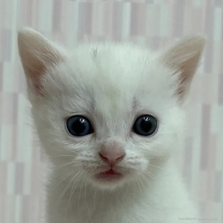 ID:2304-00754の子猫