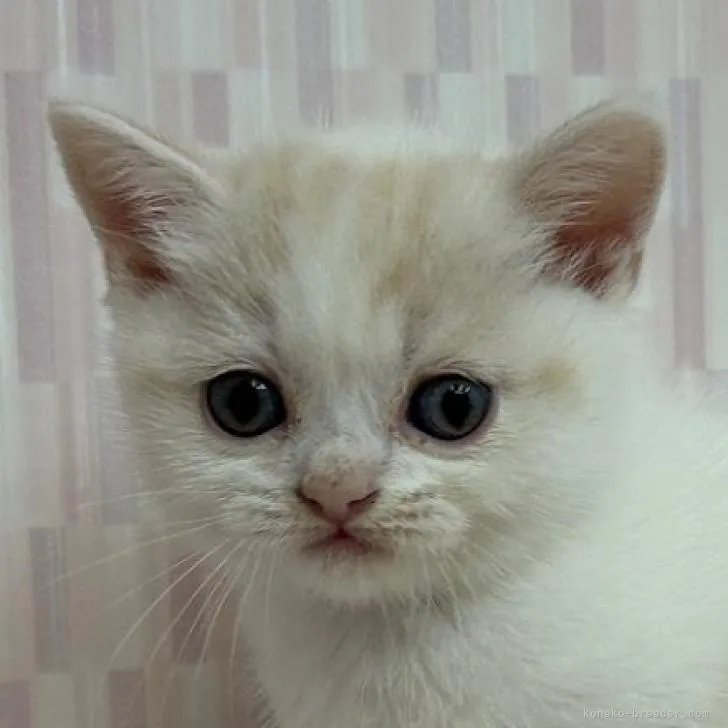 ID:2210-01331の子猫
