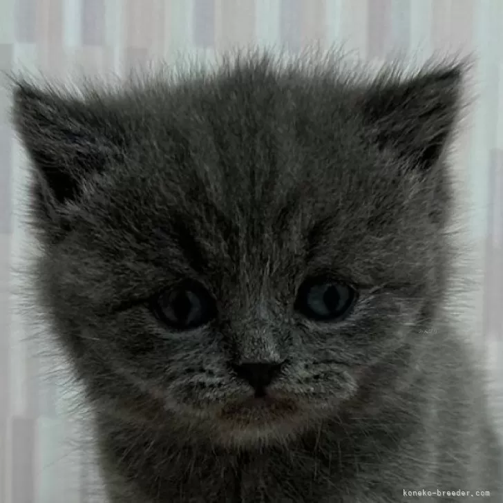 ID:2405-01240の子猫