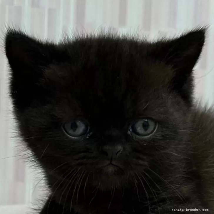 ID:2409-02456の子猫