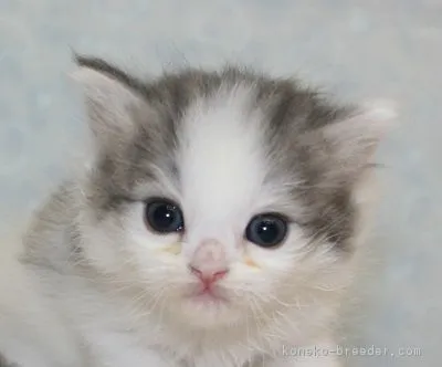 シユウ 様のお迎えした子猫