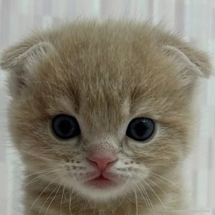 ID:2403-01794の子猫