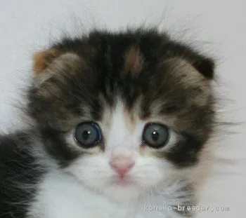 ID:1911-01446の子猫