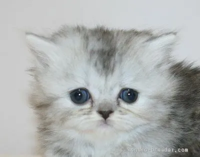 ID:1912-01154の子猫