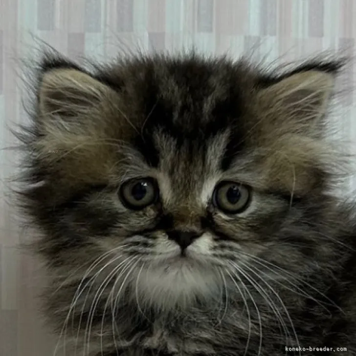 ID:2310-01465の子猫