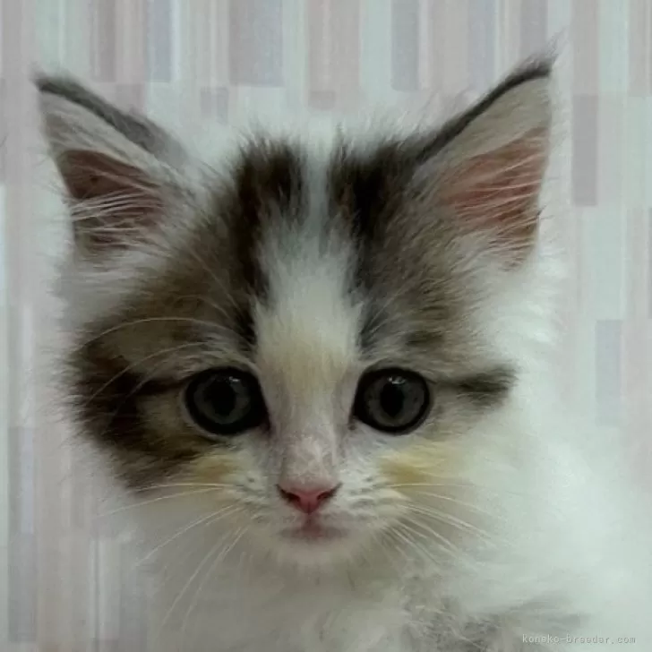 ID:2407-00809の子猫