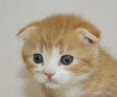 ままち 様のお迎えした子猫