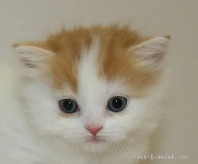 リリィママ 様のお迎えした子猫