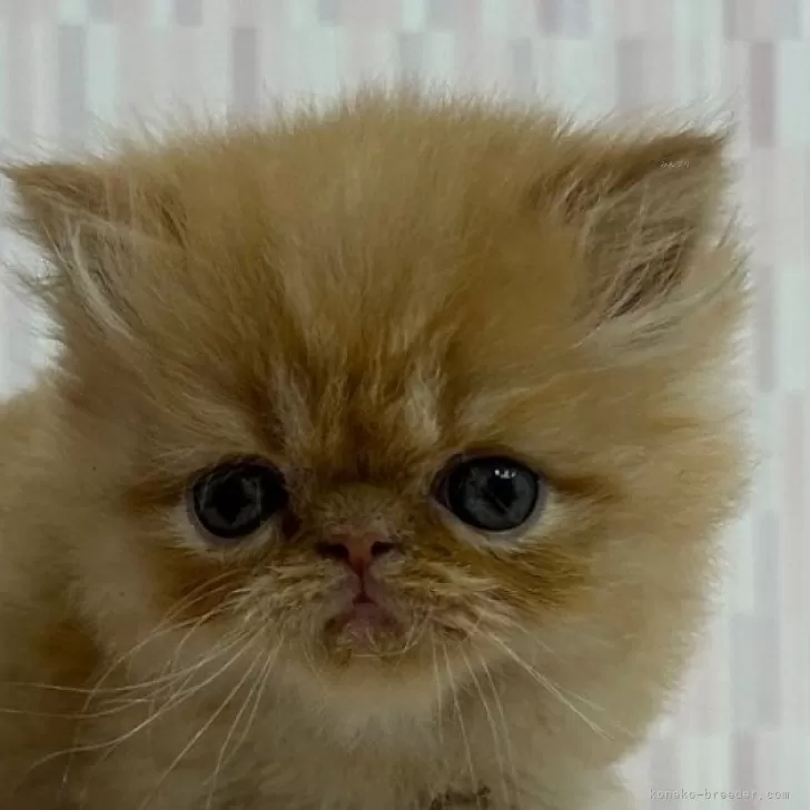 ID:2404-01532の子猫