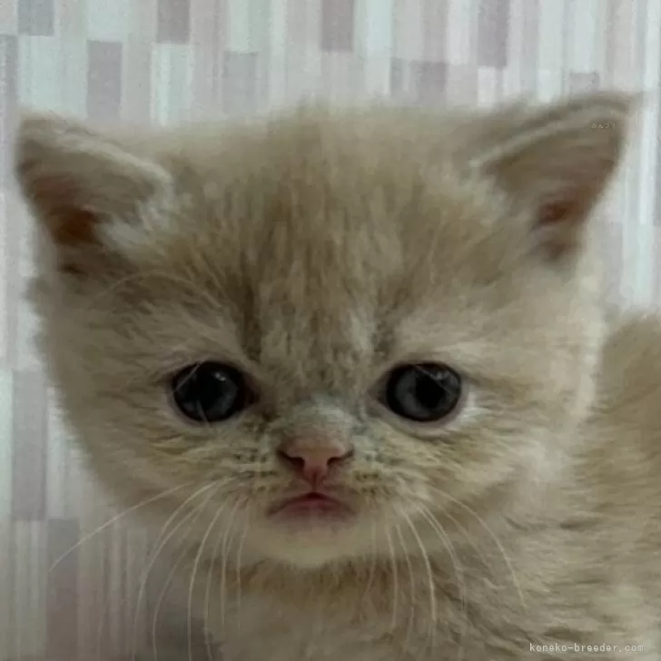 ID:2401-01786の子猫