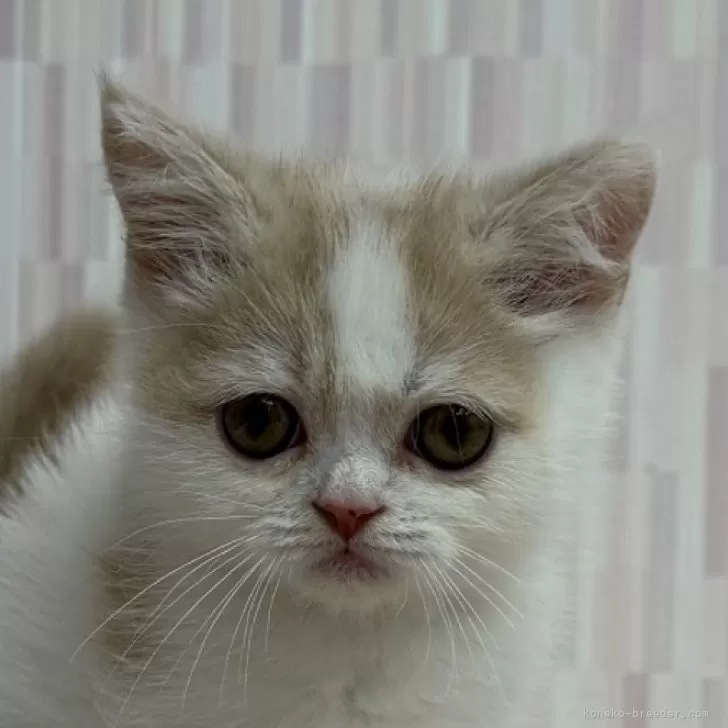 ID:2409-03030の子猫
