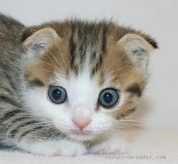 ID:1910-01578の子猫
