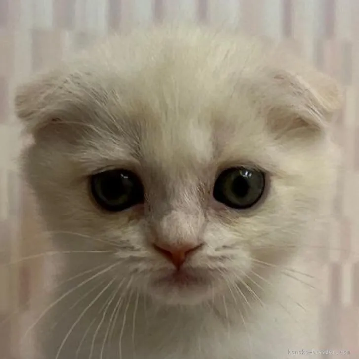 ID:2207-02393の子猫