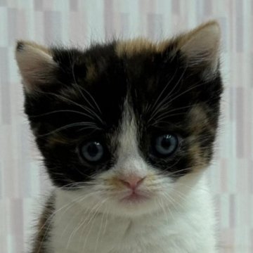 ミヌエット【千葉県・女の子・2023年9月26日・キャリコ】の写真「三毛猫ファンの方にオススメの猫ちゃんです。」