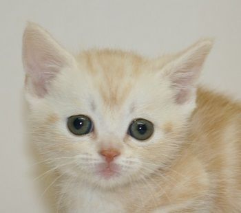 マンチカン【千葉県・男の子・2017年2月17日・クリームタビー（ショートヘア）】の写真「短足の男の子です！」