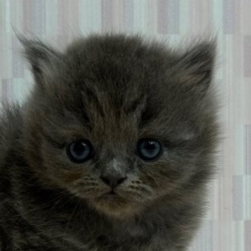 ブルー系の子猫を探す｜ブリーダー直販の子猫販売【みんなの子猫