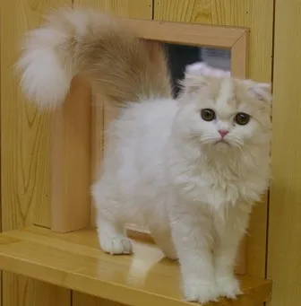 スコティッシュフォールド【千葉県・男の子・2013年8月6日・レッド&ホワイト】の写真5「人気のこごえママ!」