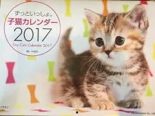 マンチカン【千葉県・女の子・2016年8月7日・ブラウンパッチドタビー】の写真5「2017年子猫カレンダーの表紙になったお姉さんのココちゃん！」