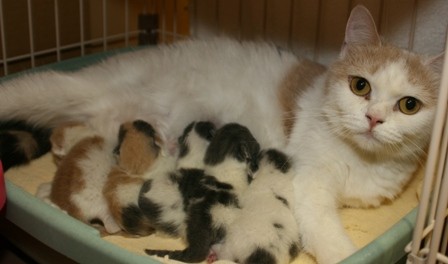 母猫が安心して子育てできる環境を整えています。｜渡辺　恭子(わたなべ　きょうこ)ブリーダー(千葉県・スコティッシュフォールドなど・CTS登録)の紹介写真2