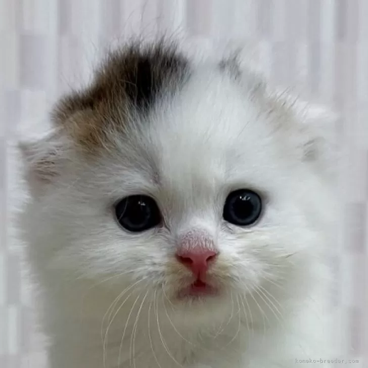 M.T 様のお迎えした子猫
