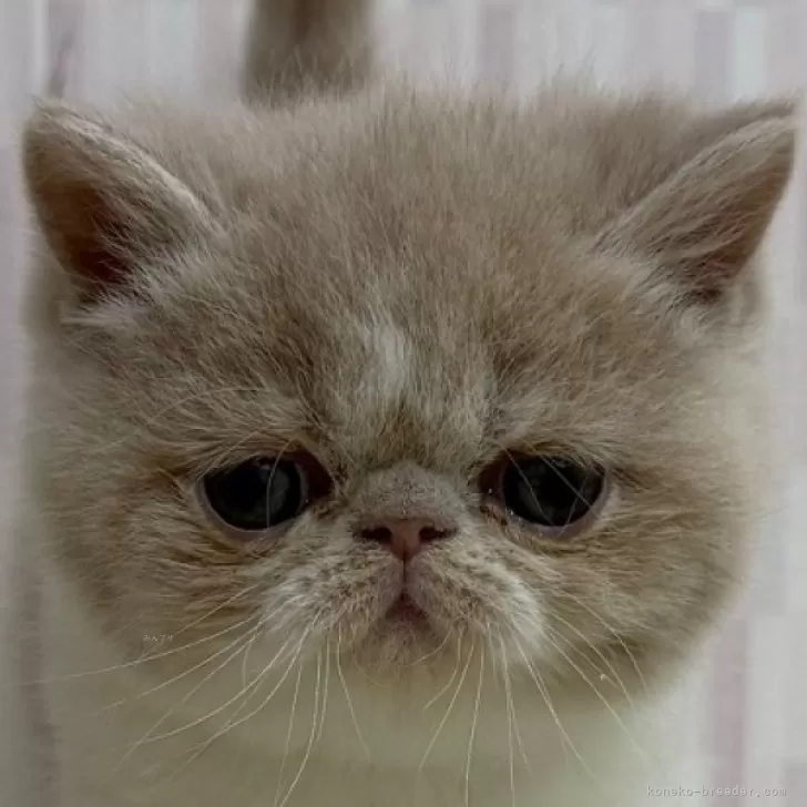 ID:2502-00812の子猫