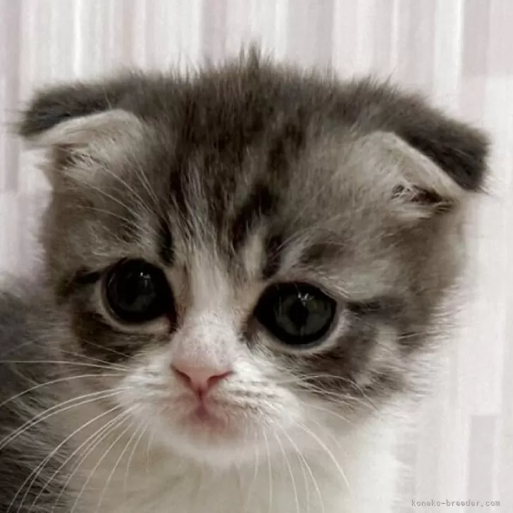 ID:2504-01212の子猫