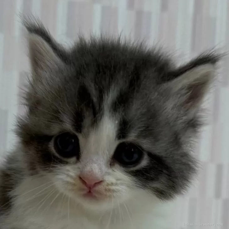 ID:2504-00736の子猫