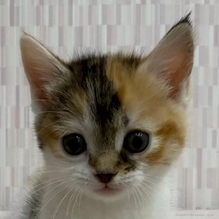 ID:2501-01036の子猫